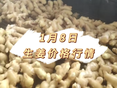 1月8日 生姜价格行情 ()
