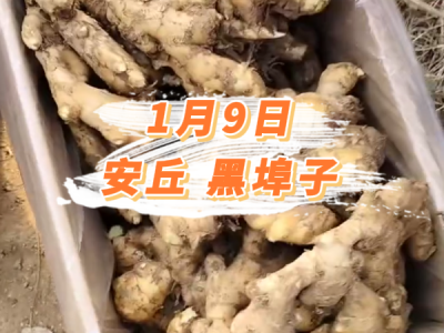 1月9日 安丘黑埠子价格行情 ()