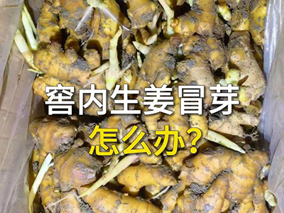 窖内生姜冒芽怎么办？ ()