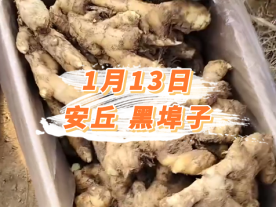1月13日 安丘黑埠子价格行情 ()