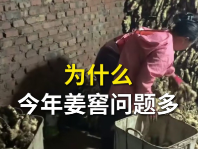 为什么今年姜窖问题多？ ()
