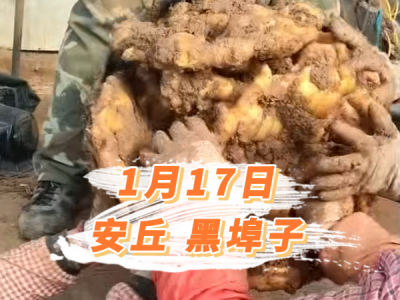 1月17日 安丘黑埠子价格行情 ()