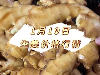 1月19日 生姜价格行情 ()