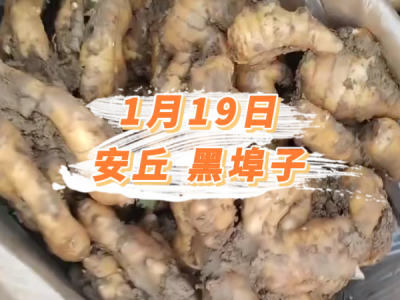 1月19日 安丘黑埠子价格行情 ()