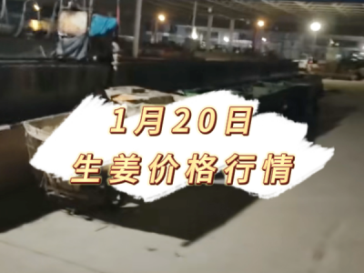 1月20日 生姜价格行情 ()
