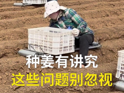 种姜有讲究这些问题别忽视 ()