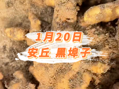 1月20日 安丘黑埠子价格行情 ()