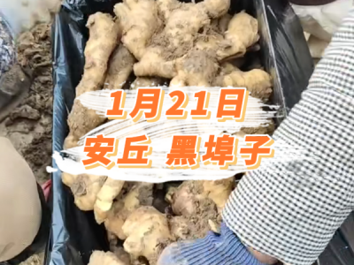 1月21日 安丘黑埠子价格行情 ()