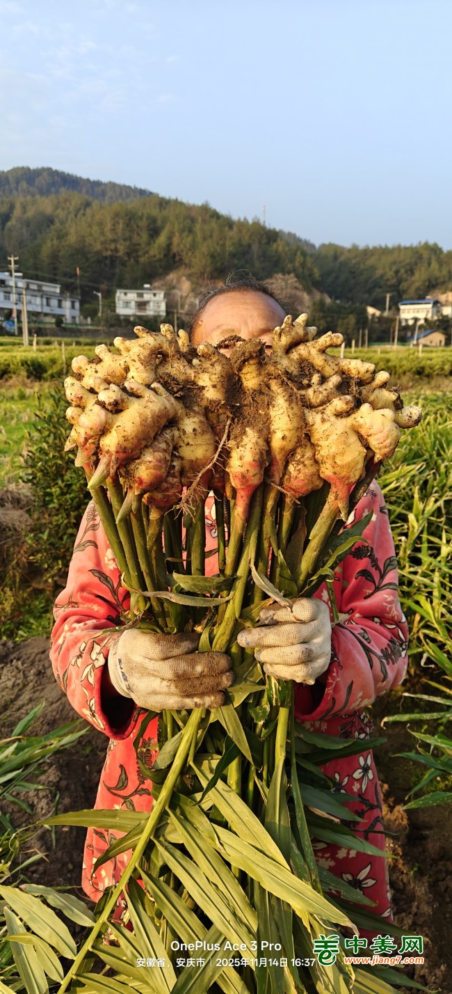 岳西县窖藏小黄姜12万,春节前急出,优质通货分级,看货定价,