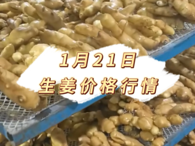 1月21日 生姜价格行情 ()