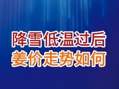 老石说姜：降雪低温过后，姜价走势如何？ ()