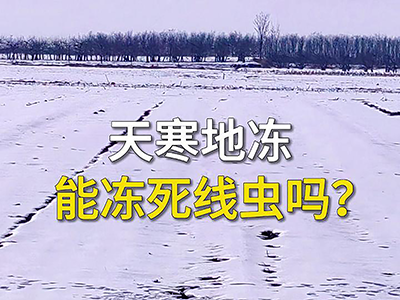 天寒地冻能冻死线虫吗？ ()