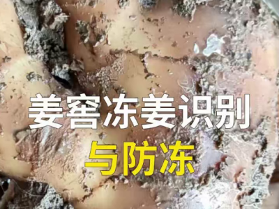 姜窖冻姜识别与防冻 ()