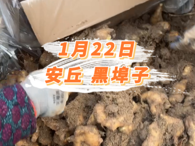 1月22日 安丘黑埠子价格行情 ()