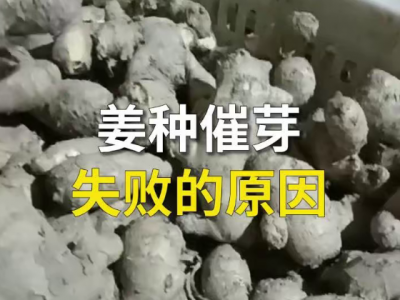 姜种催芽失败的原因 ()