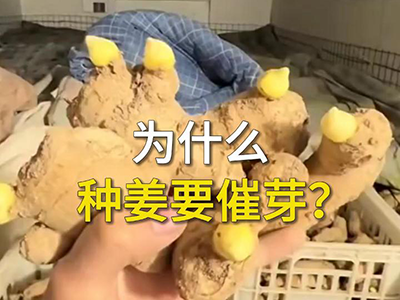 为什么种姜要催芽？ ()