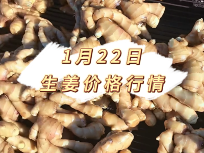 1月22日 生姜价格行情 ()