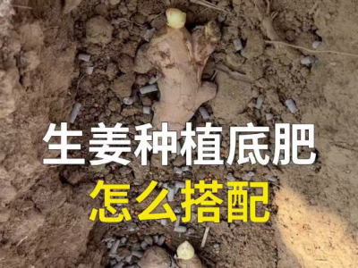生姜种植底肥怎么搭配？ ()