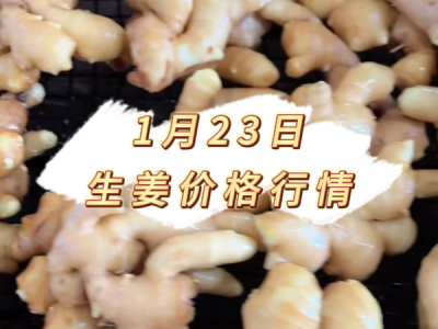 1月23日 生姜价格行情 ()