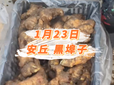 1月23日 安丘黑埠子价格行情 ()