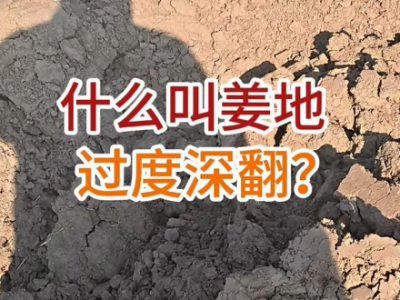 什么叫姜地过度深翻？ ()