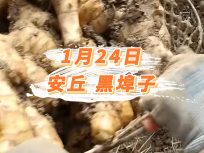 1月24日 安丘黑埠子价格行情 ()