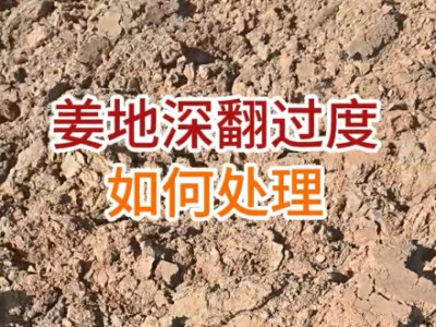 姜地深翻过度如何处理？ ()