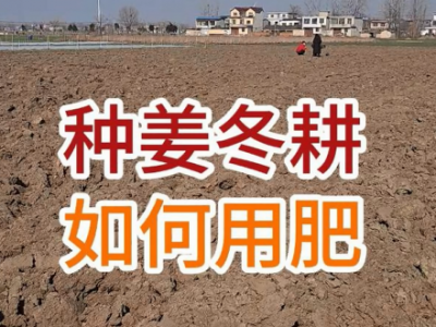 种姜冬耕如何用肥？ ()
