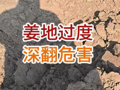 姜地过度深翻危害 ()