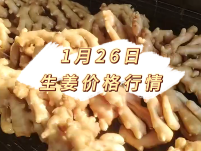 1月26日 生姜价格行情 ()