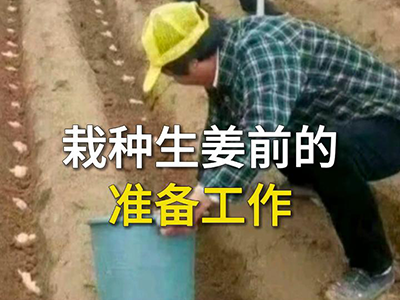 栽种生姜前的准备工作 ()