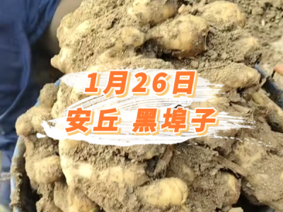 1月26日 安丘黑埠子价格行情 ()
