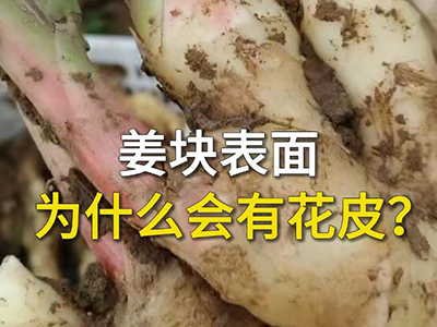 姜块表面为什么会有花皮？ ()
