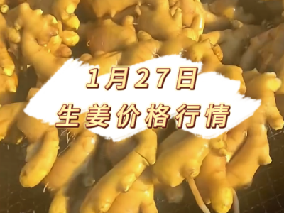 1月27日 生姜价格行情 ()