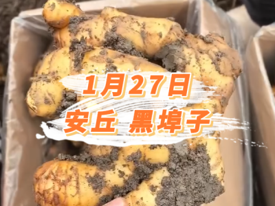 1月27日 安丘黑埠子价格行情 ()