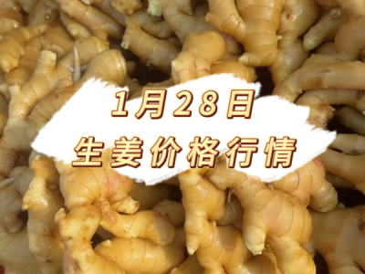 1月28日 生姜价格行情 ()