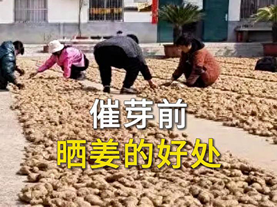 催芽前晒姜的好处 ()