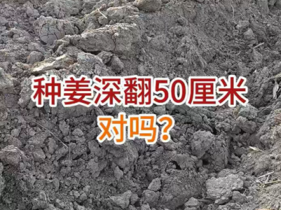 种姜深翻50厘米对吗？ ()