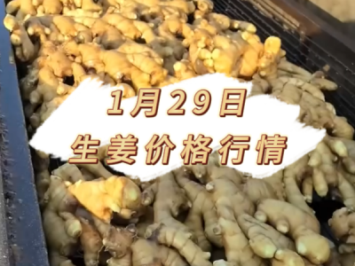 1月29日 生姜价格行情 ()
