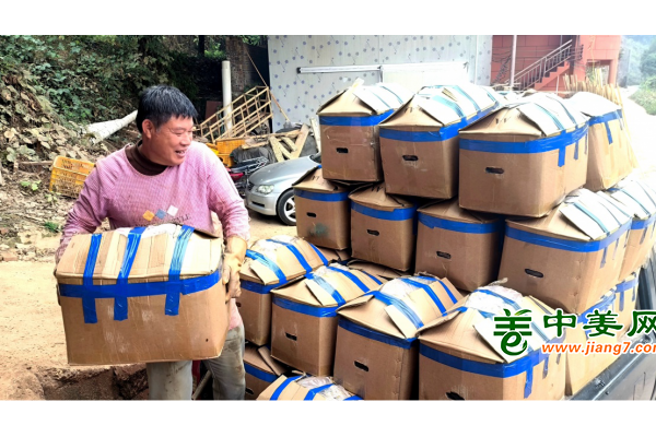 平桂规模化种姜助农增收 ()