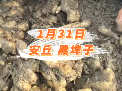 1月31日 安丘黑埠子价格行情