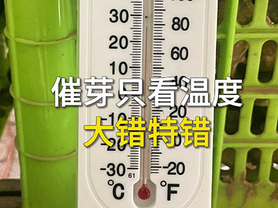 催芽只看温度？大错特错 ()