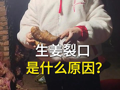 生姜裂口是什么原因？