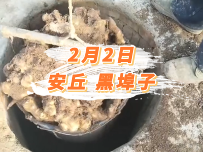 2月2日 安丘黑埠子价格行情