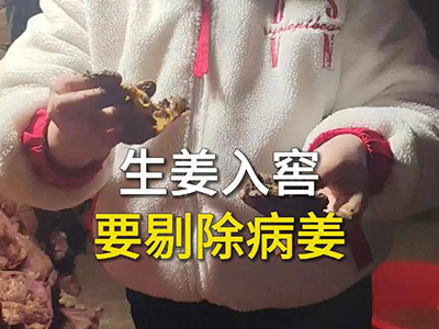 生姜入窖要剔除病姜 ()