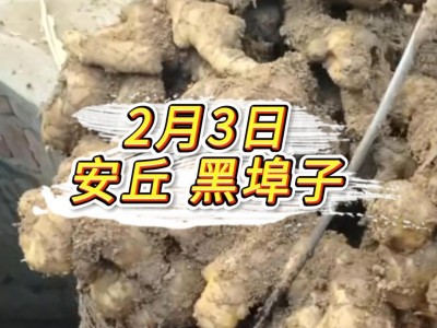 2月3日 安丘黑埠子价格行情 ()