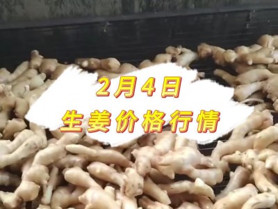 2月4日 生姜价格行情 ()
