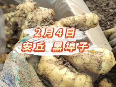 2月4日 安丘黑埠子价格行情 ()