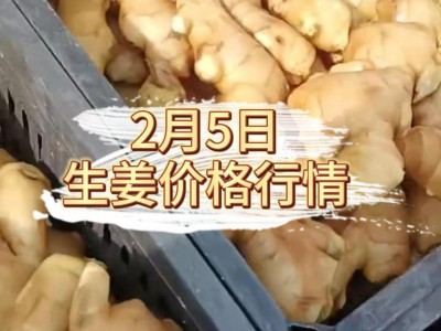2月5日 生姜价格行情 ()
