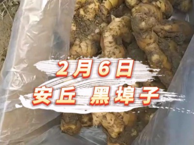 2月6日 安丘黑埠子价格行情 ()